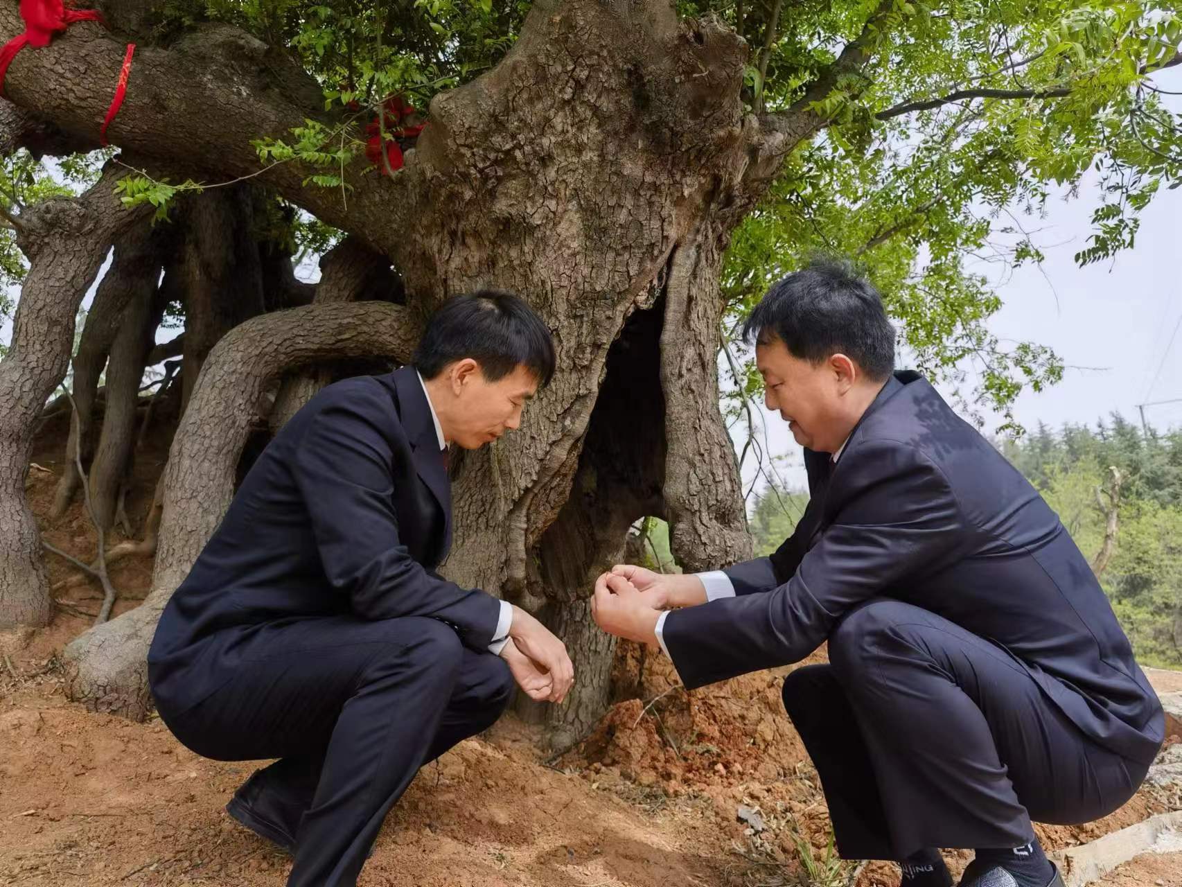 古树保护